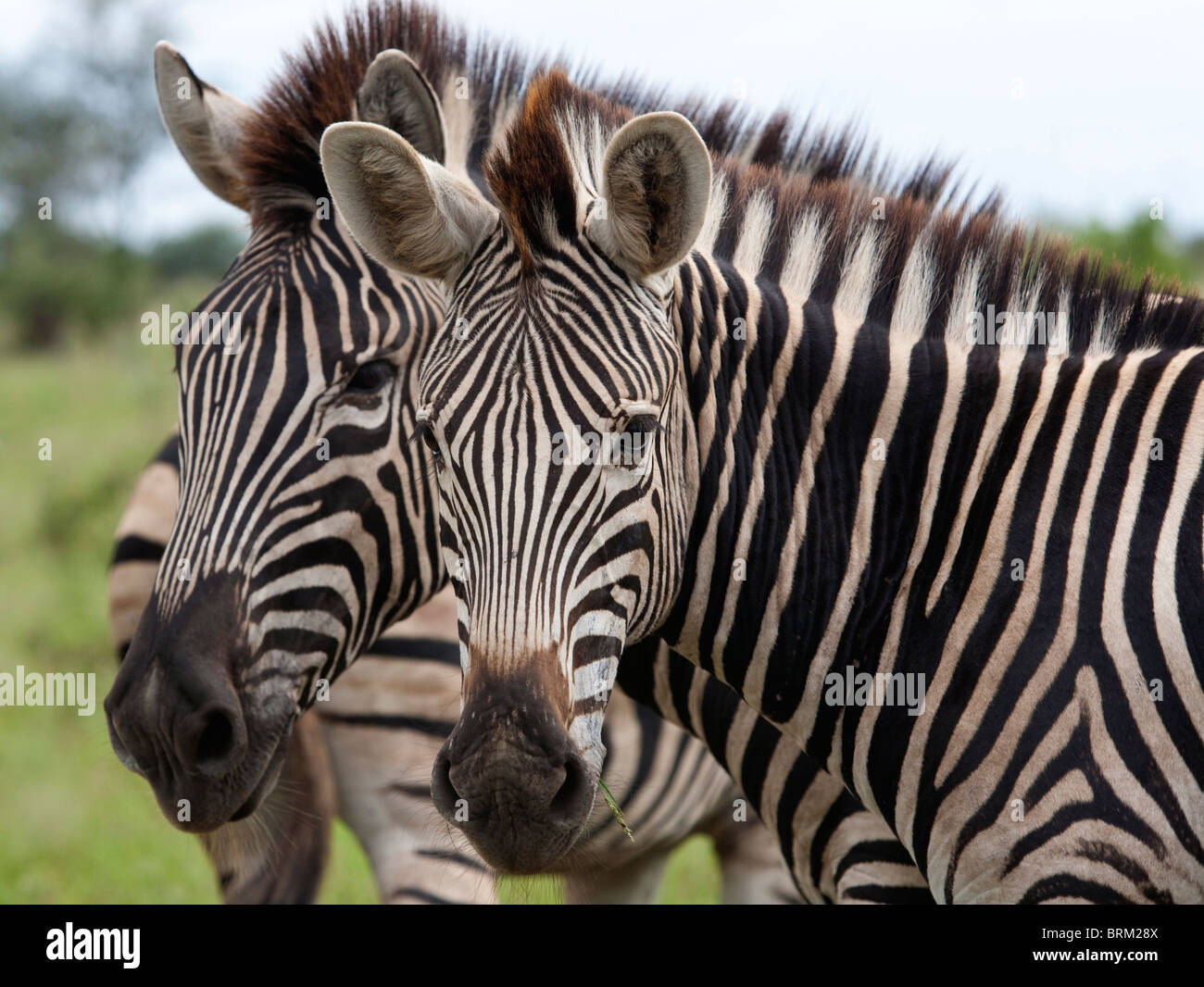 Two zebra with their heads turned towards the camera Stock Photo