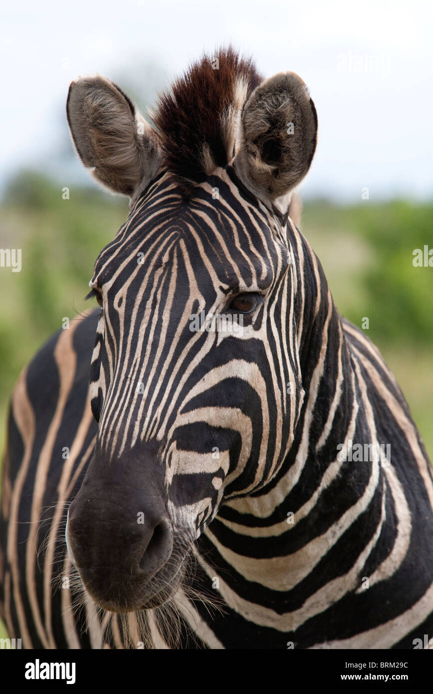 A zebra portrait Stock Photo