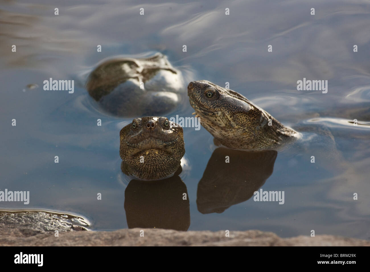 Two terrapins with their heads above water Stock Photo