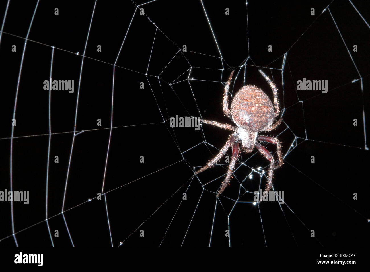 A spider on its web at night Stock Photo