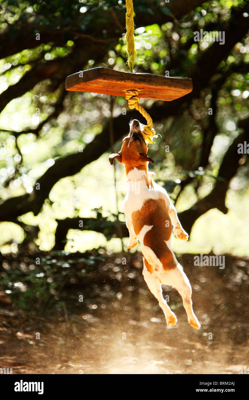 Dog jumping hires stock photography and images Alamy
