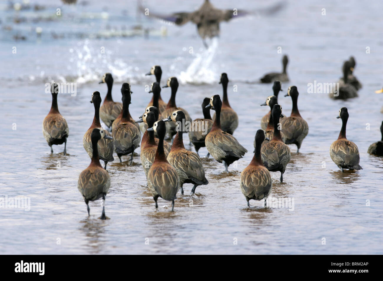 A flock of white faced ducks with their backs to the camera waddling towards water Stock Photo