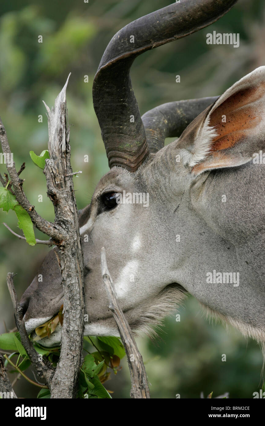 Portrait of a Kudu bull browsing leaves Stock Photo