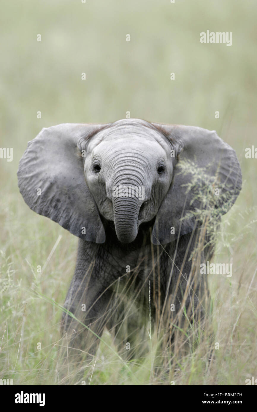 A baby elephant with its trunk curled up into its mouth Stock Photo