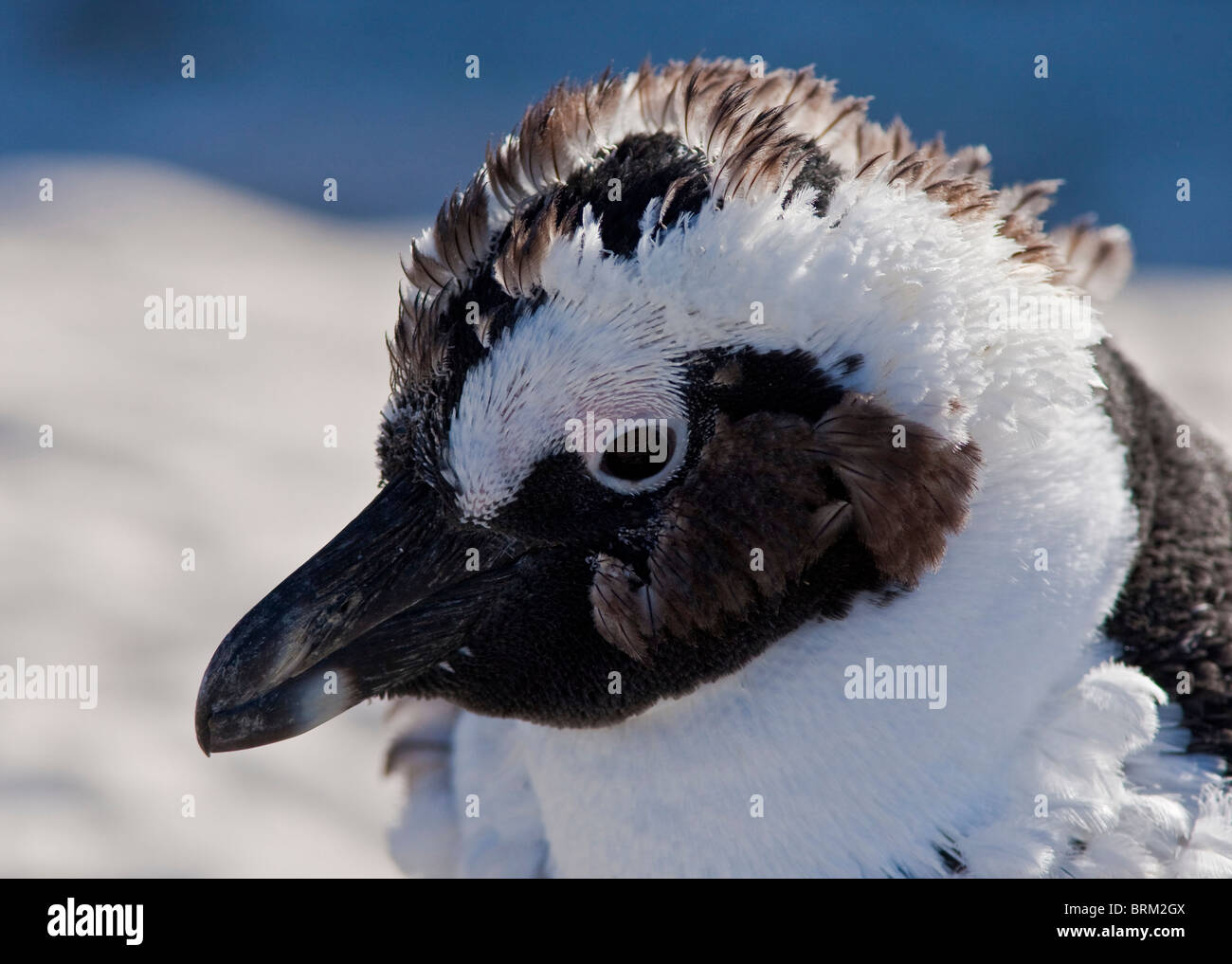 African Penguin portrait Stock Photo