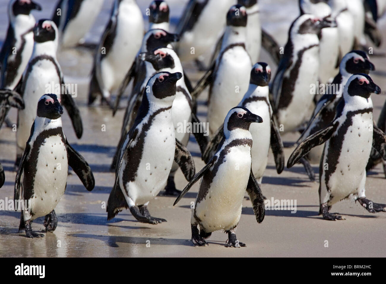 A flock of African Penguin leaving the water and walking onto the beach Stock Photo