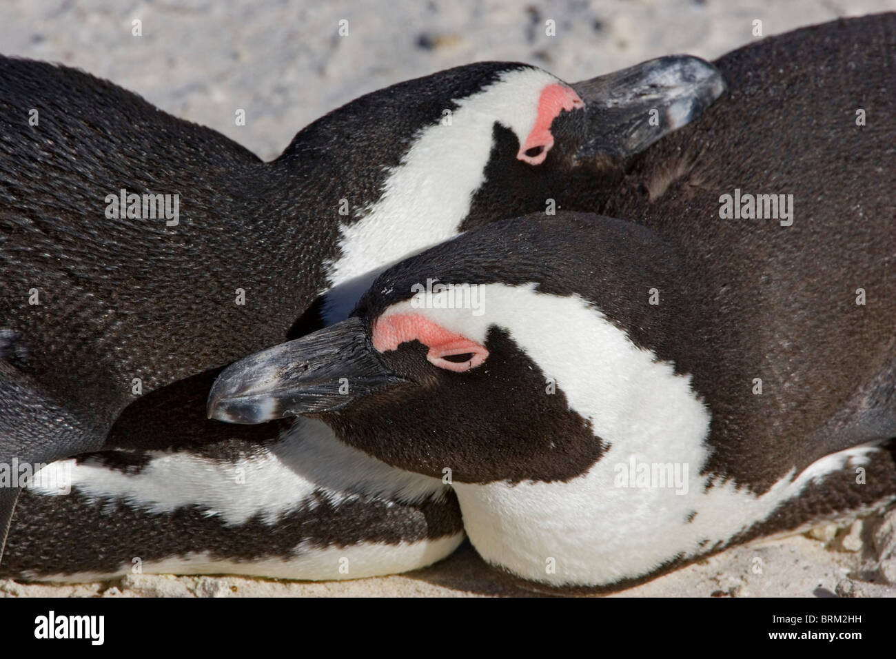 African Penguin huddled up together Stock Photo