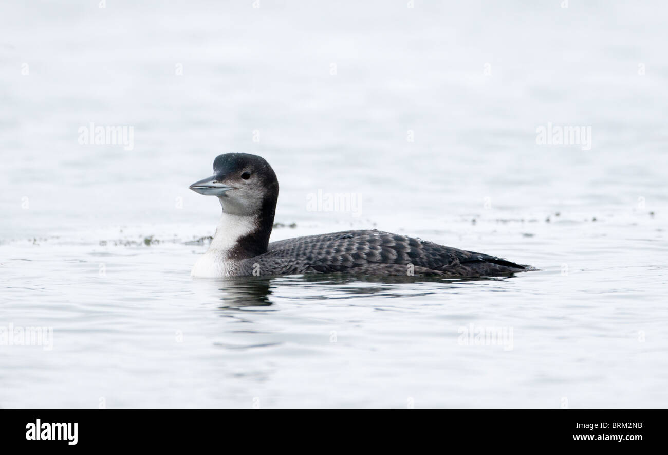 Great Northern Diver (Common Loon) Gavia immer in winter plumage at Whitlingham Country Park Norwich Norfolk winter Stock Photo