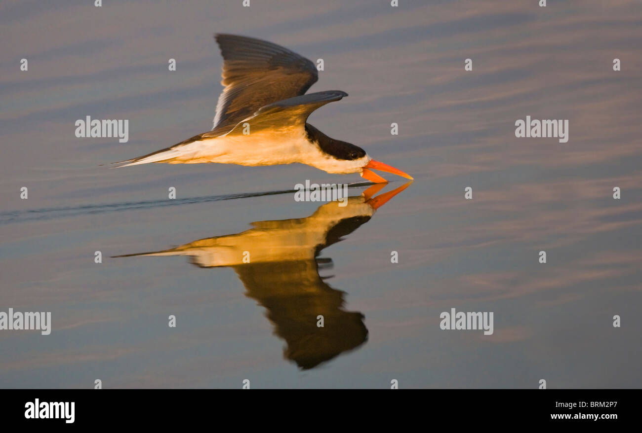 African skimmer skimming for fish Stock Photo Alamy