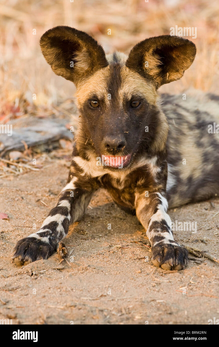 African Wild dog portrait Stock Photo