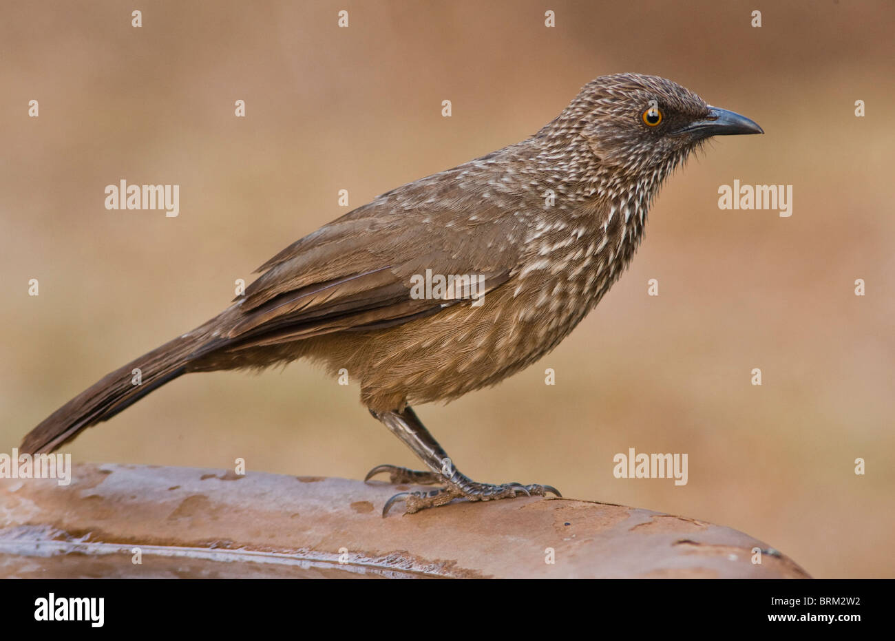 Arrow-marked babbler drinking from a waterbath Stock Photo