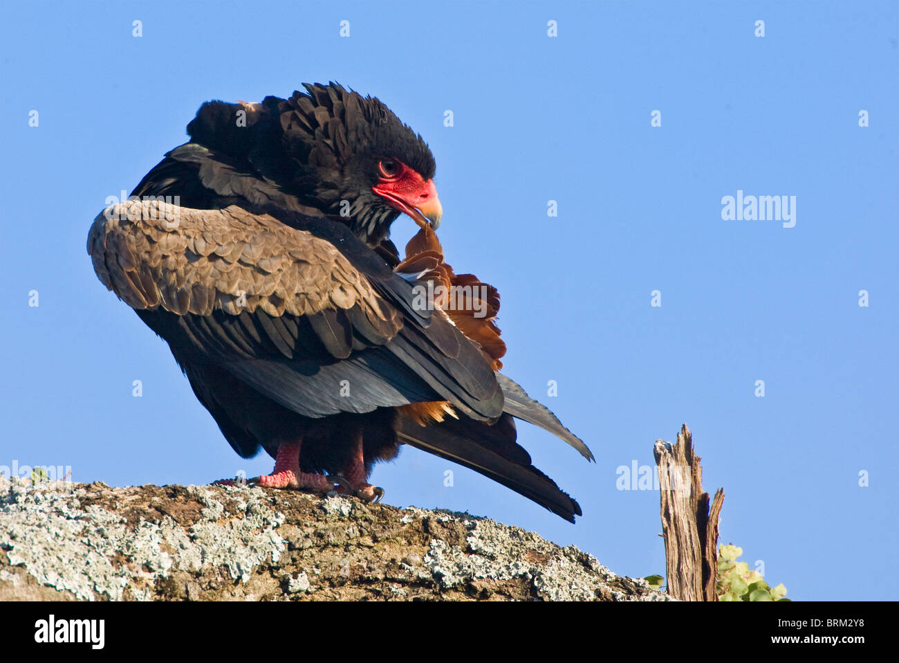 Bateleur preening while perched Stock Photo