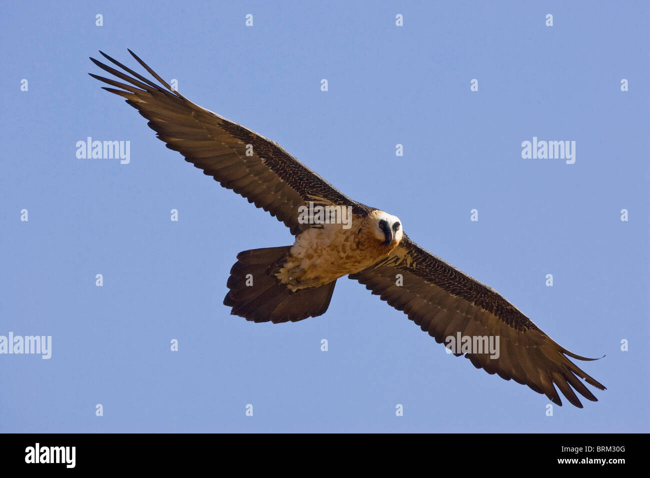 Bearded vulture (Lammergeier) soaring Stock Photo