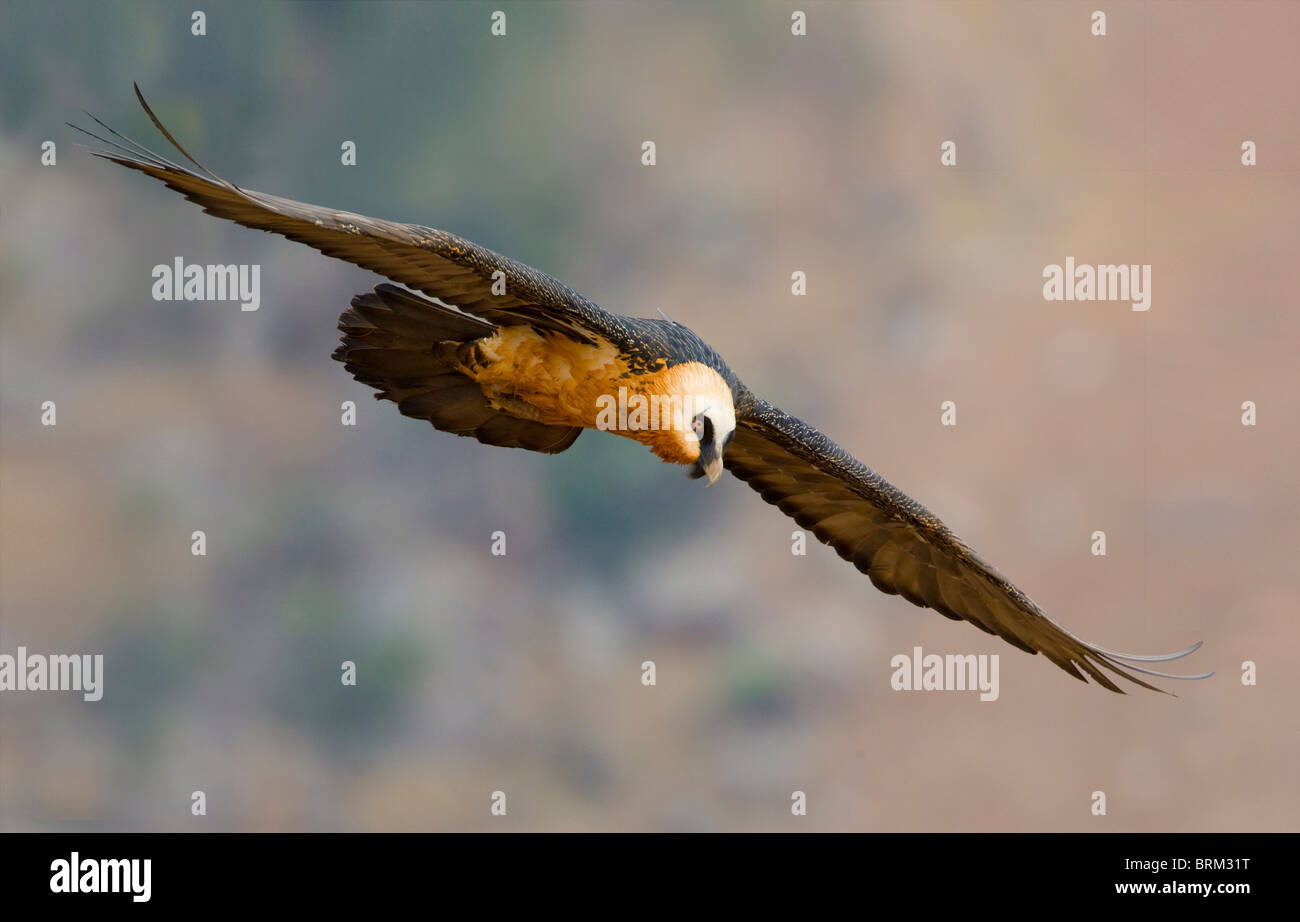 Lammergeier flying hi-res stock photography and images - Alamy