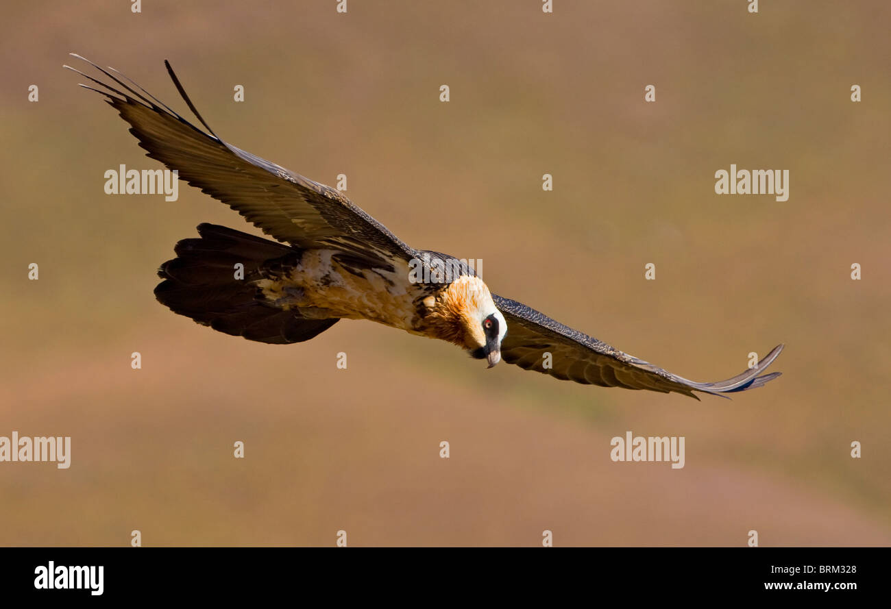 Bearded vulture (Lammergeier) soaring Stock Photo