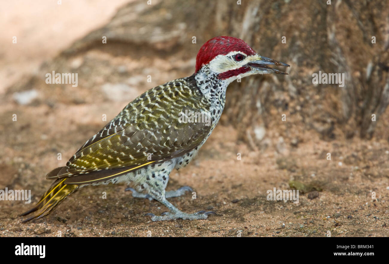 Bennetts woodpecker searching for ants and termites on the ground Stock Photo
