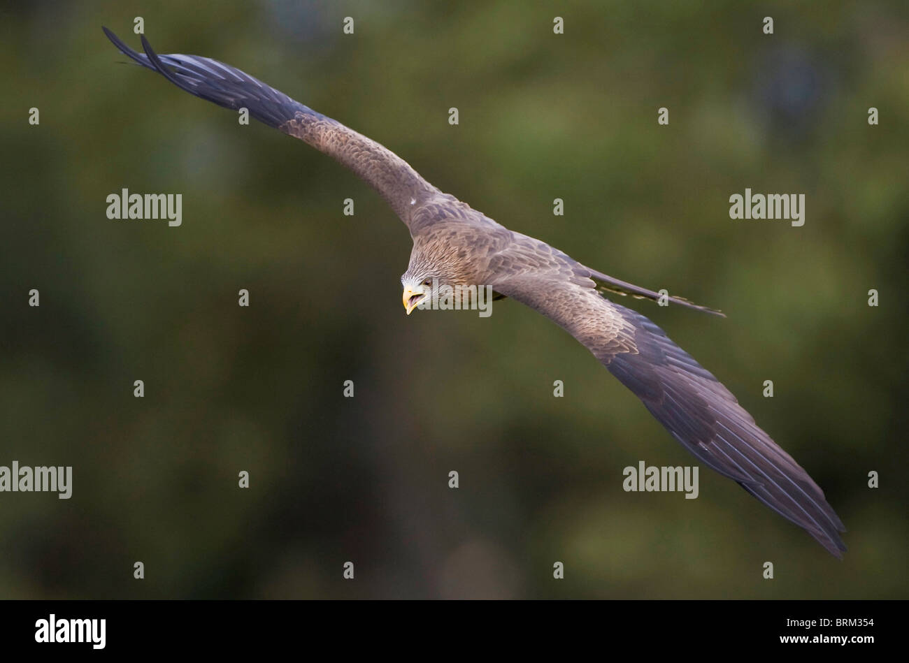 Black kite calling while flying Stock Photo