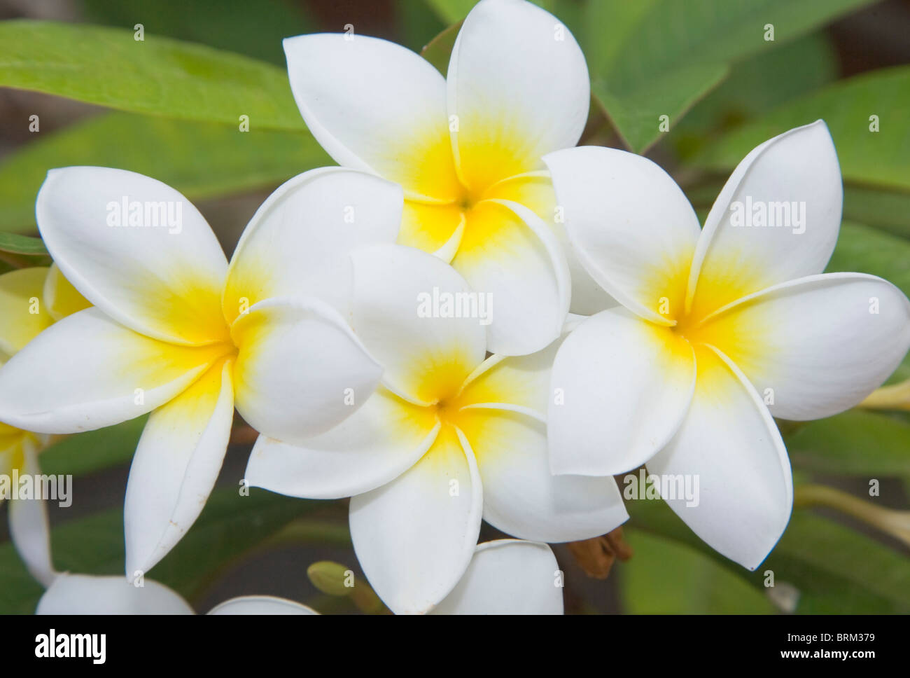 Plumeria rubra with white flowers; the frangipani, plumeria or temple tree. Stock Photo