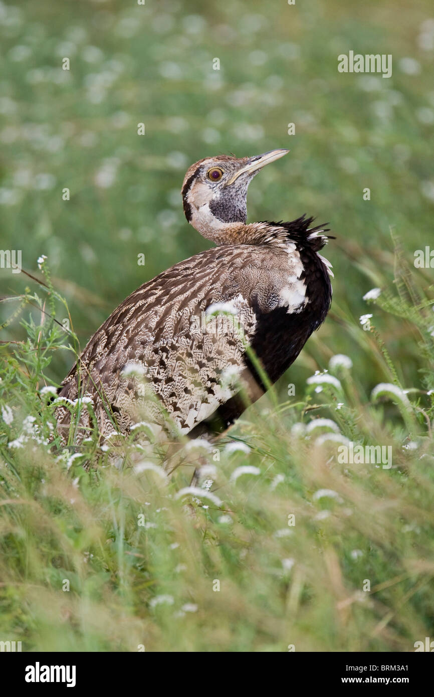 Black-bellied bustard in a sea of white grass seedheads Stock Photo
