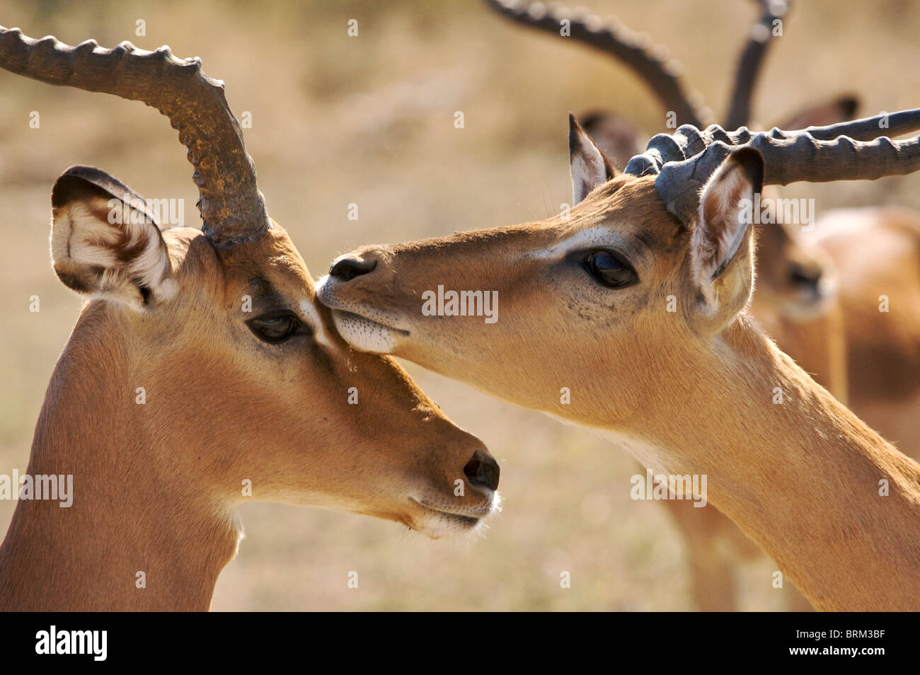 Male Impala touch during rutting season Stock Photo Alamy