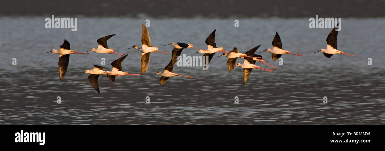 Black-winged stilt flock in flight over water Stock Photo