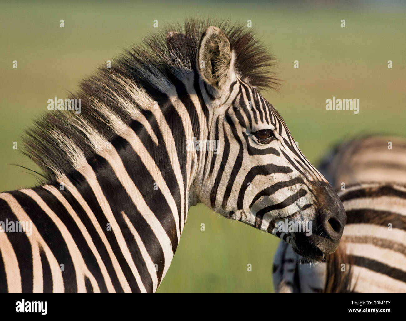 Burchells zebra portrait Stock Photo Alamy
