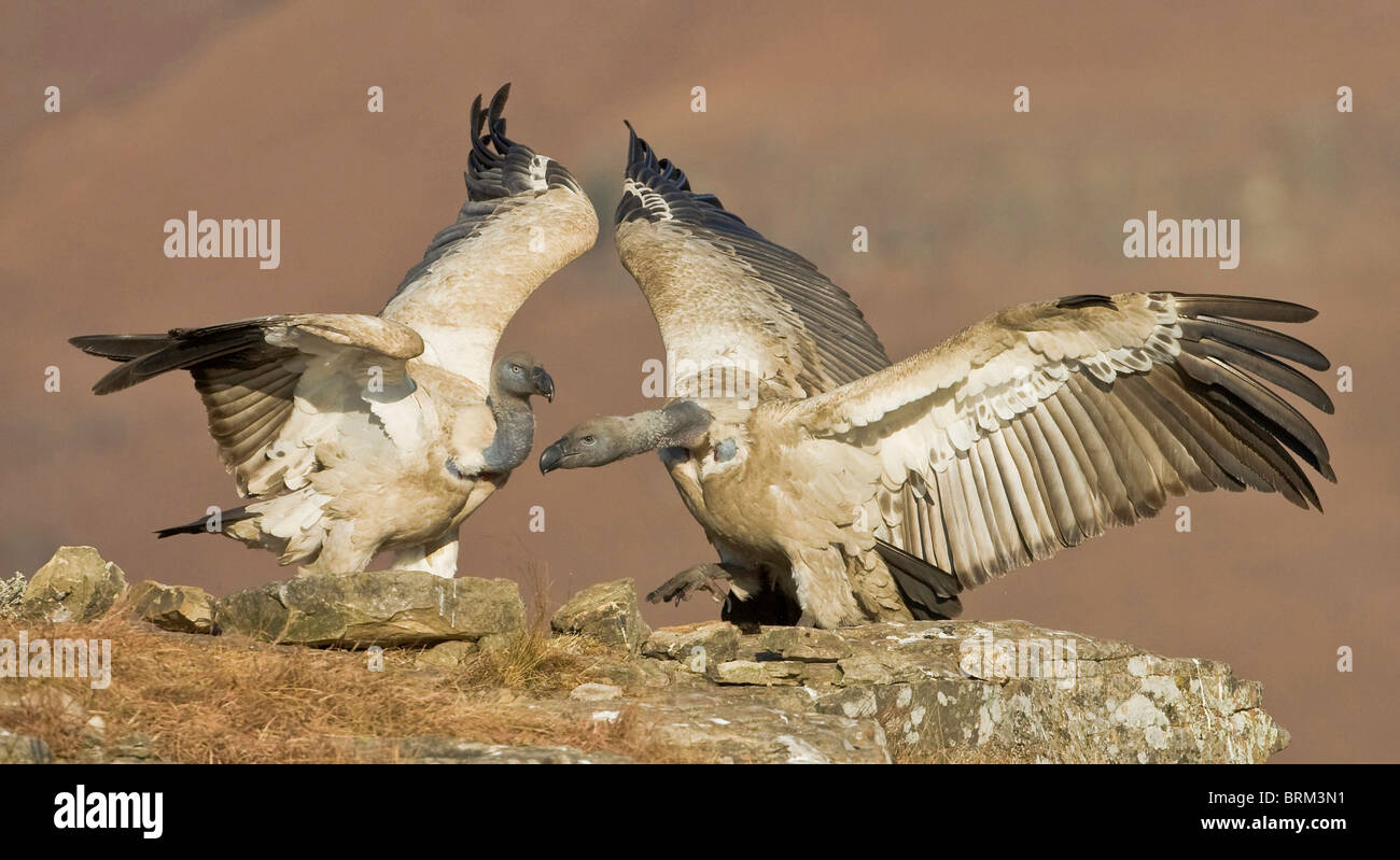 Cape vultures interacting at a vulture restaurant Stock Photo