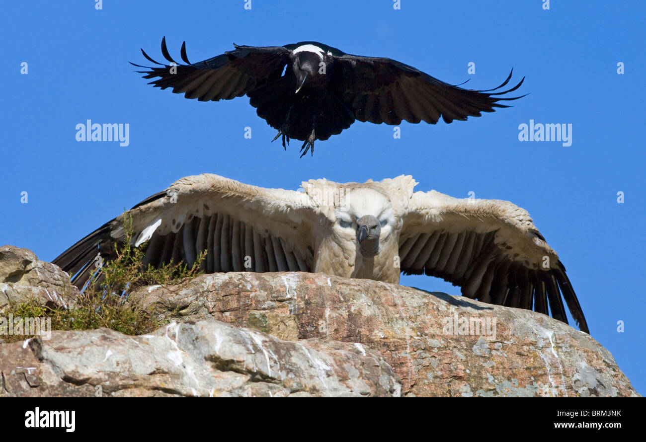 Cape vulture being mobbed by a pied crow Stock Photo