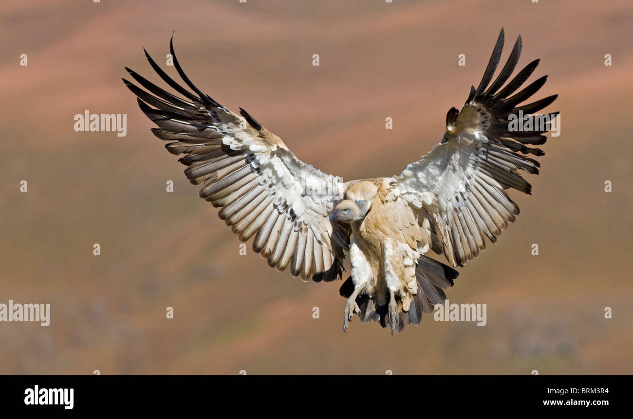Cape vulture coming in to land Stock Photo
