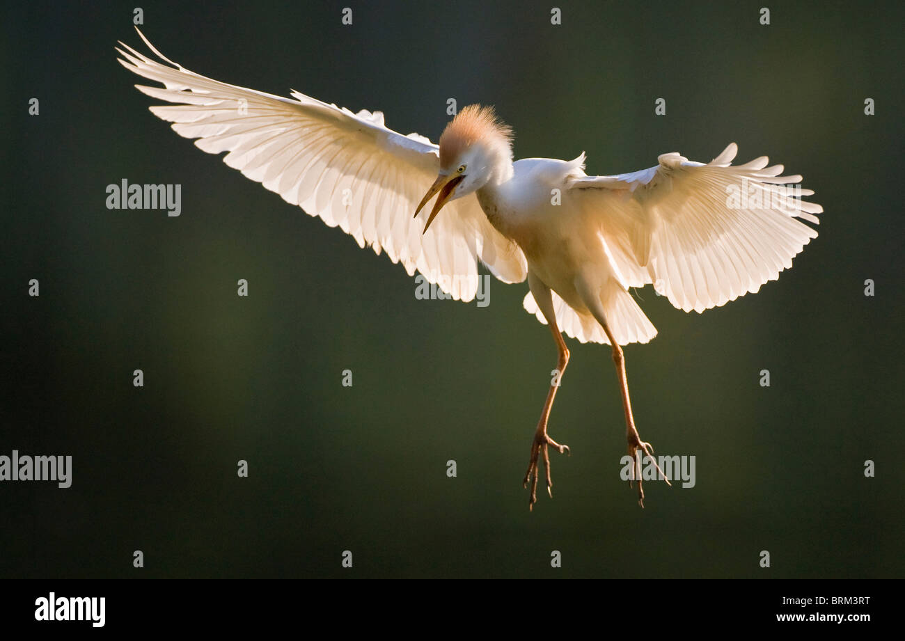 Tagak Cattle egret in breeding plumage coming in to land Stock Photo - Alamy