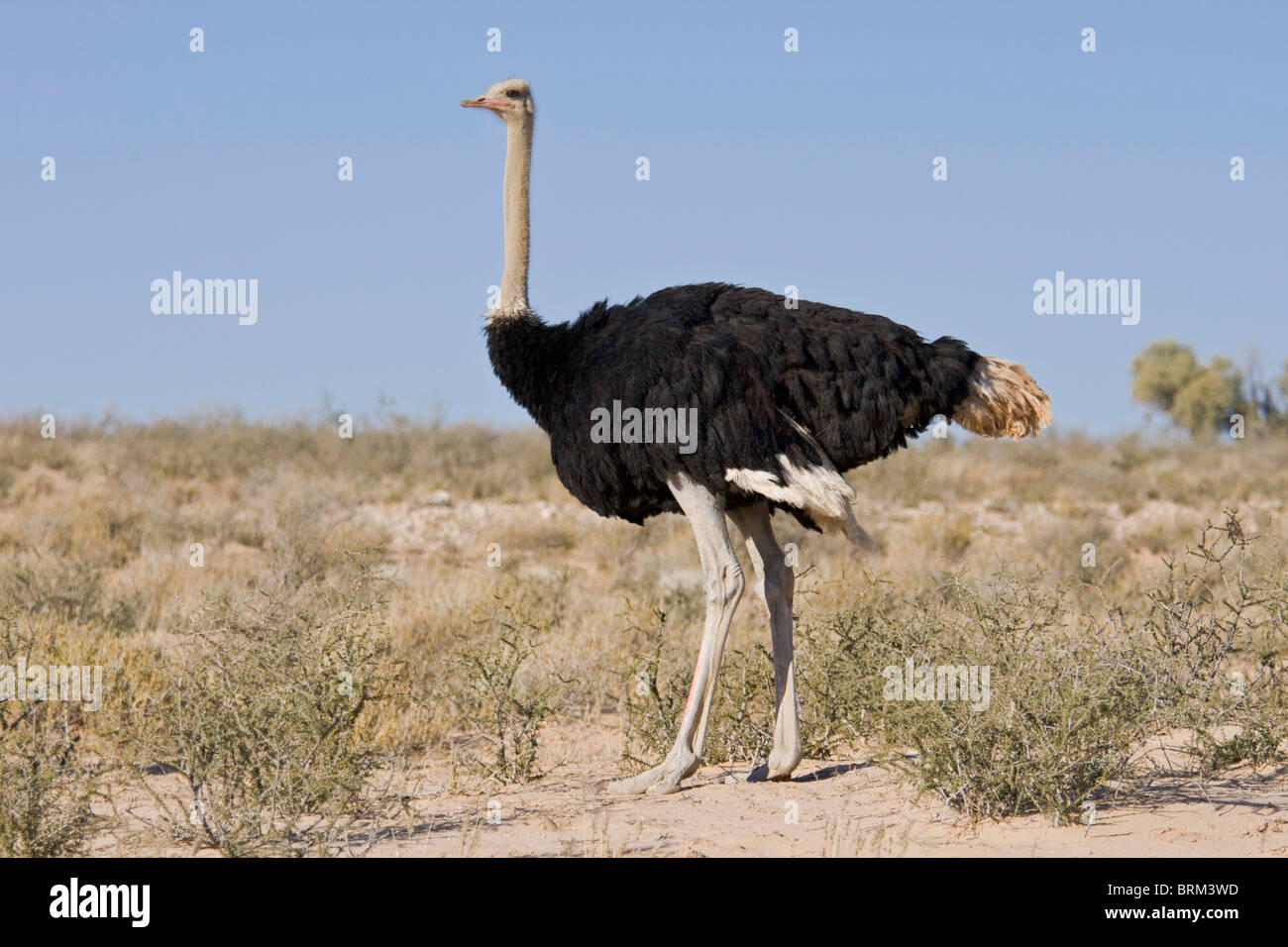 Common ostrich Stock Photo