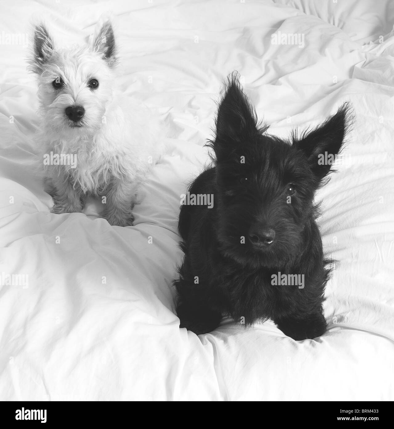 A White West Highland Terrier puppy dog (Westie)( Baxter) and a Scottish Terrier puppy dog (Scottie)(Fergus). Black and White Stock Photo