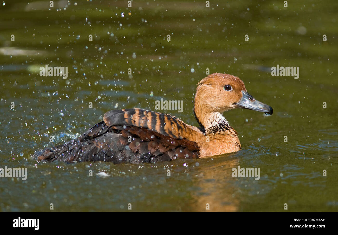 Bathing duck hi-res stock photography and images - Alamy