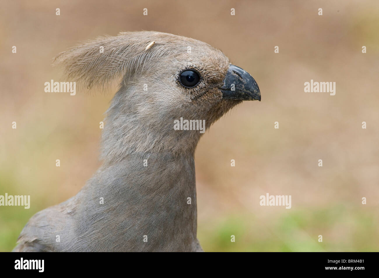 Grey go-away-bird portrait Stock Photo