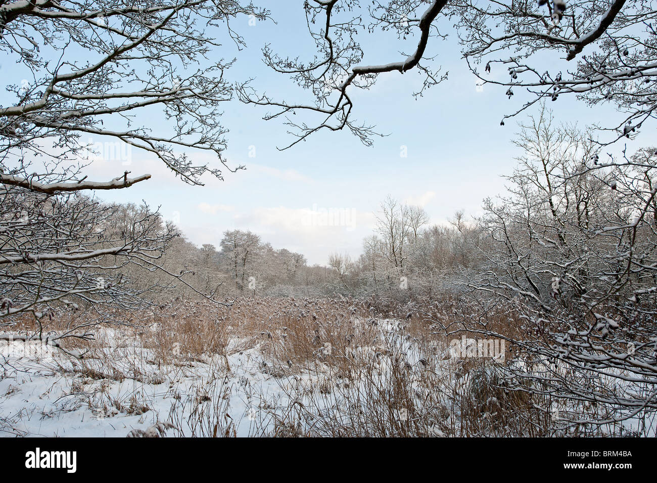 Ferry wood reed bed snow winter habitat hi-res stock photography and ...