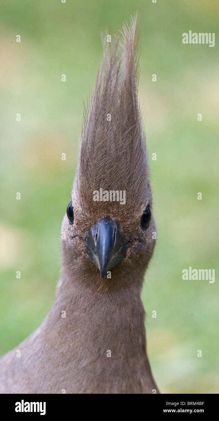 Grey go-away-bird portrait Stock Photo