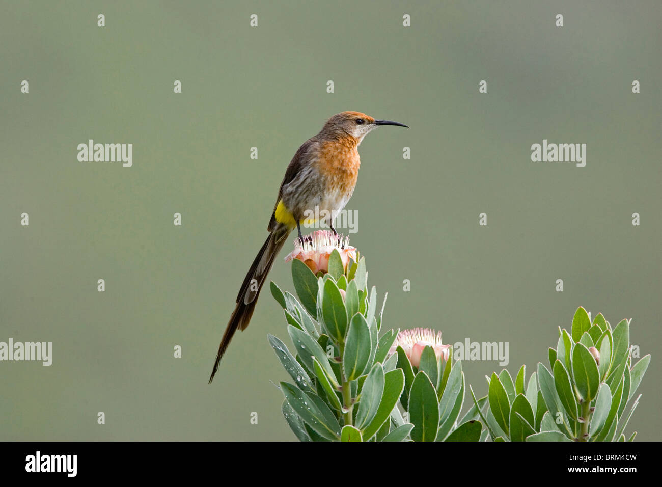 Gurneys Sugarbird perched on a Protea Stock Photo