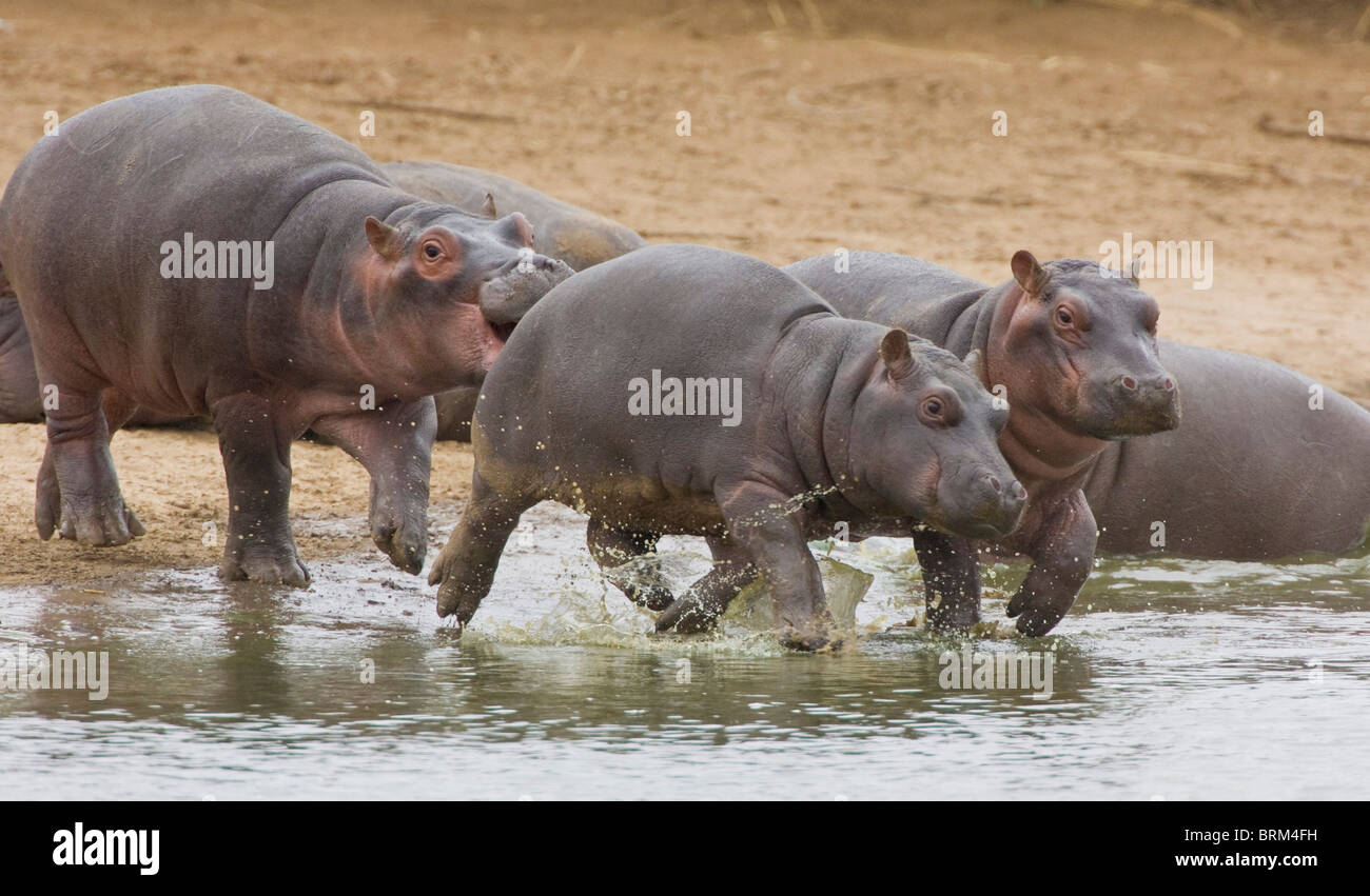 Hippopotamus juveniles running into water Stock Photo