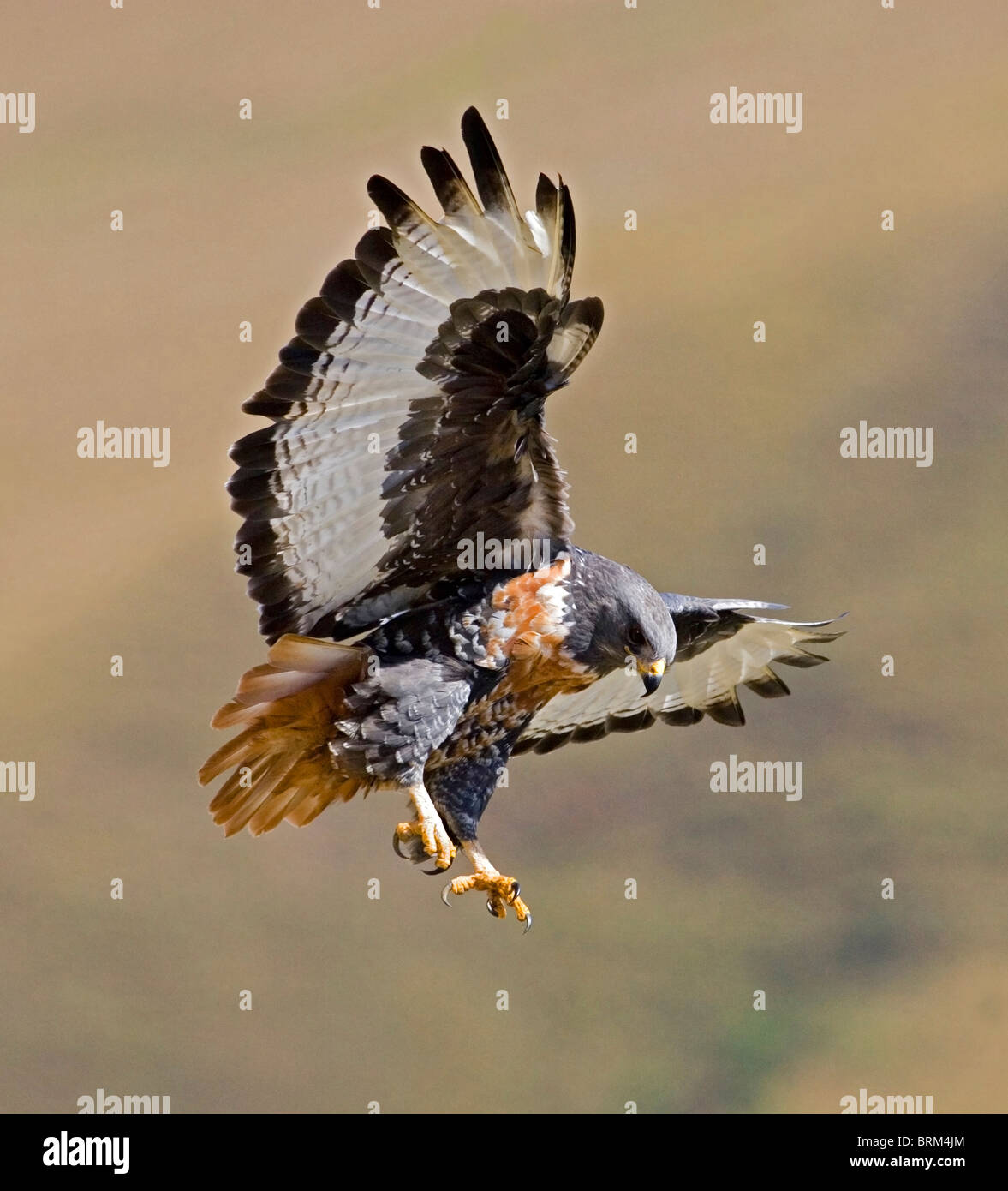 Jackal buzzard coming in to land Stock Photo