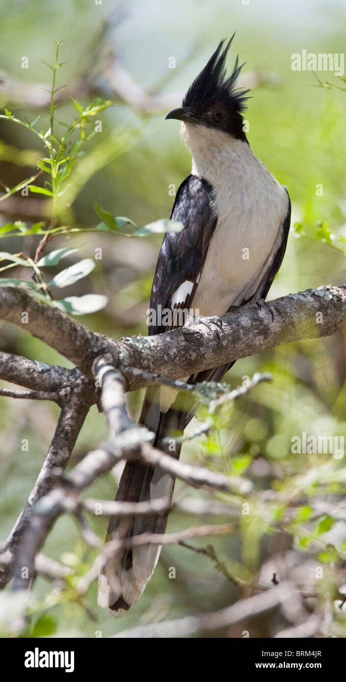 Jacobin hi-res stock photography and images - Alamy