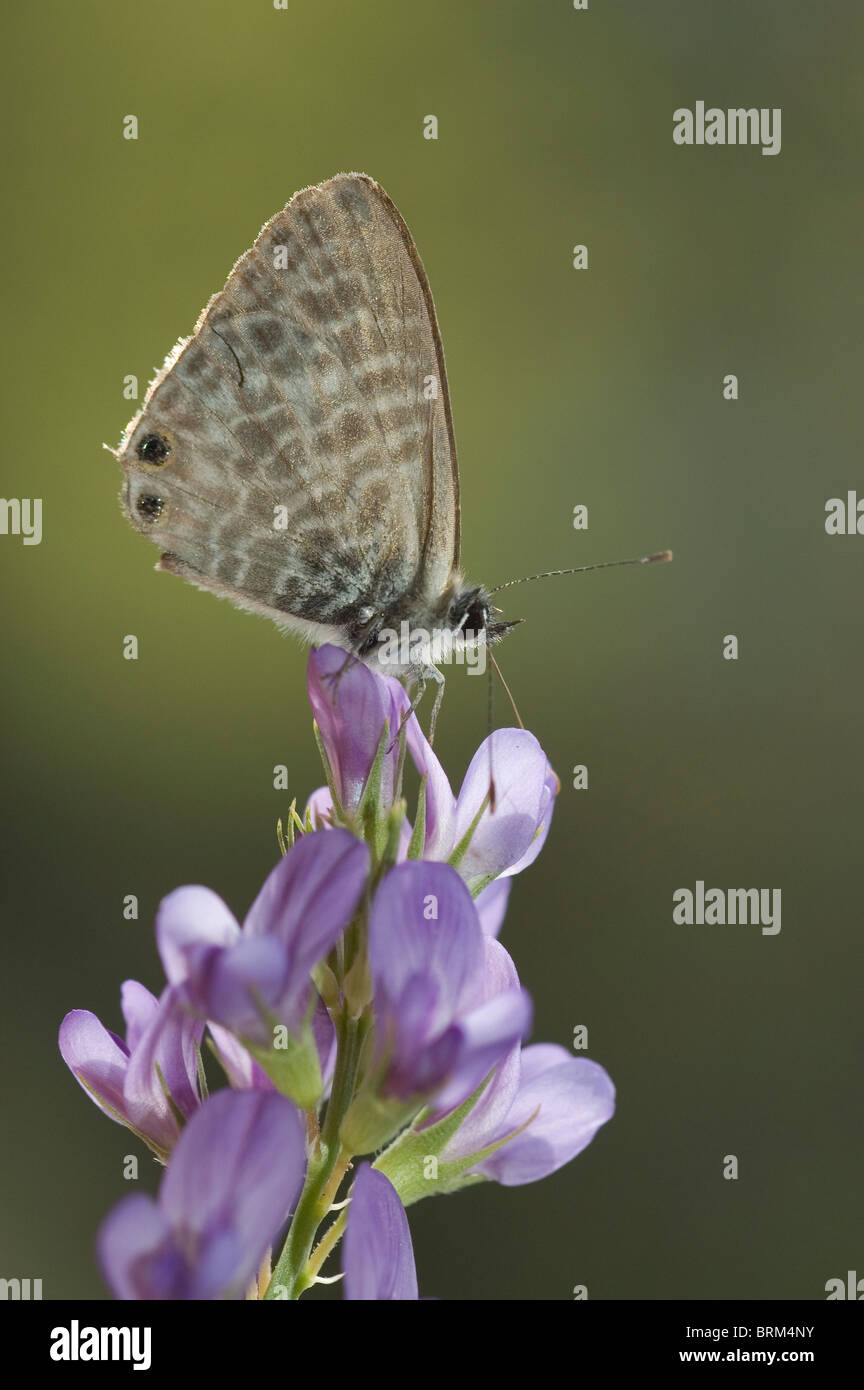 Lang´s Short-tailed Blue butterfly (Leptotes pirithous) on Alfalfa flower (Medicago sativa) Stock Photo