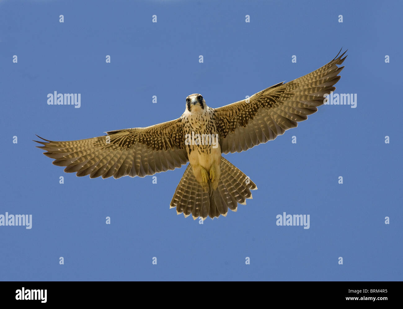 Lanner falcon in flight viewed from beneath Stock Photo