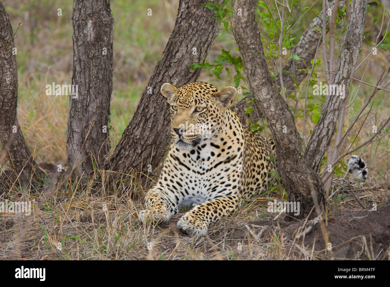 Resting under a tree hi-res stock photography and images - Alamy