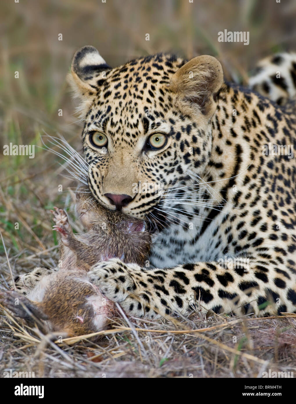 Leopard with small rodent kill Stock Photo