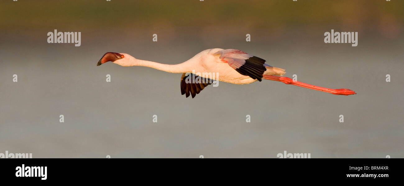 Lesser flamingo in flight Stock Photo