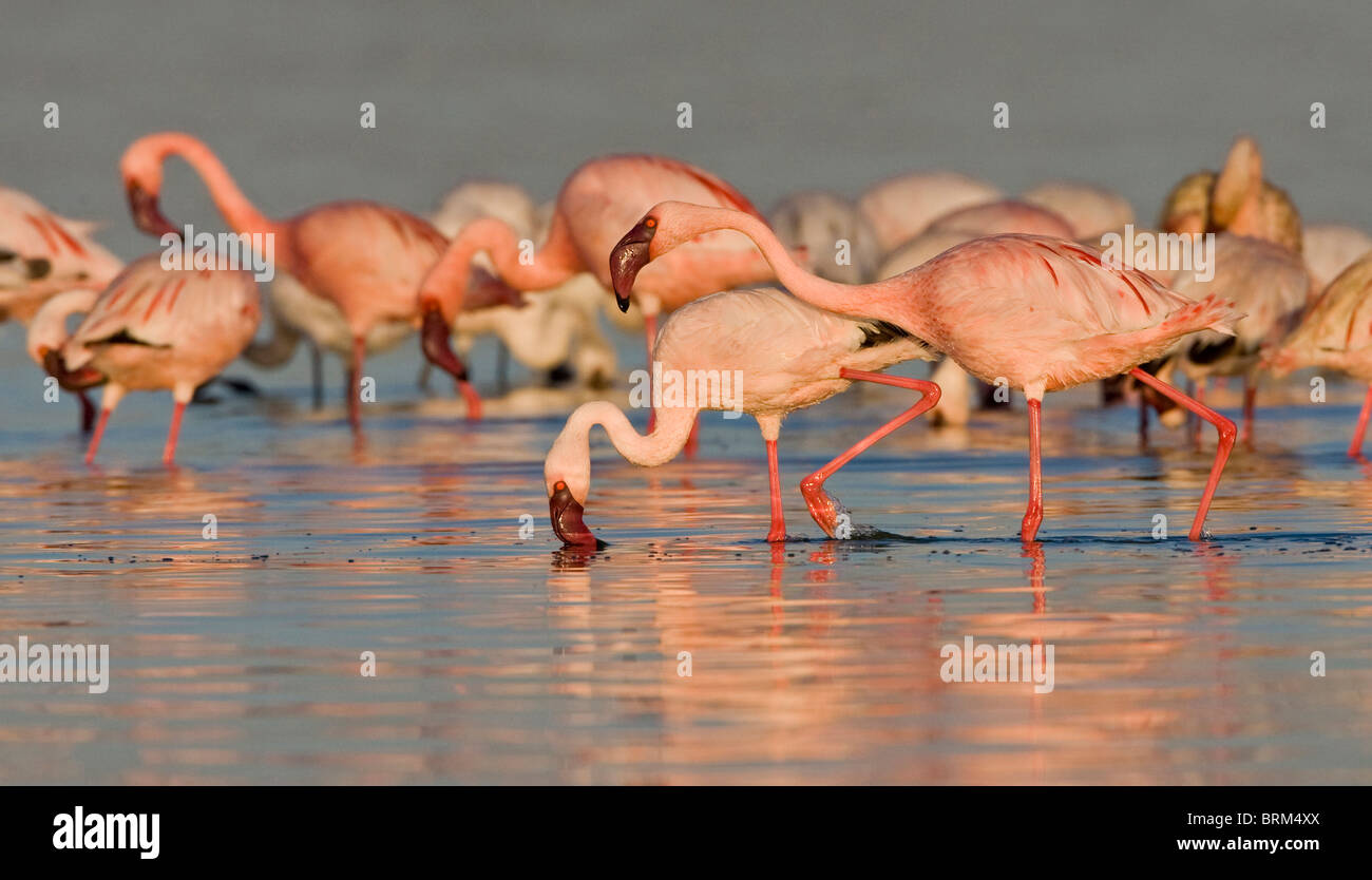 Lesser flamingo feeding in water Stock Photo