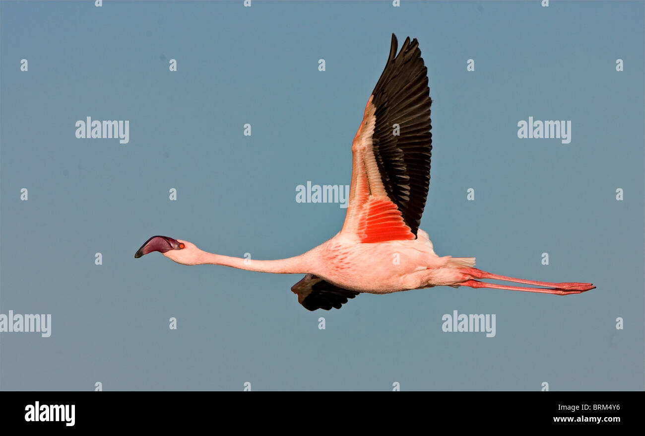 Lesser flamingo in flight Stock Photo