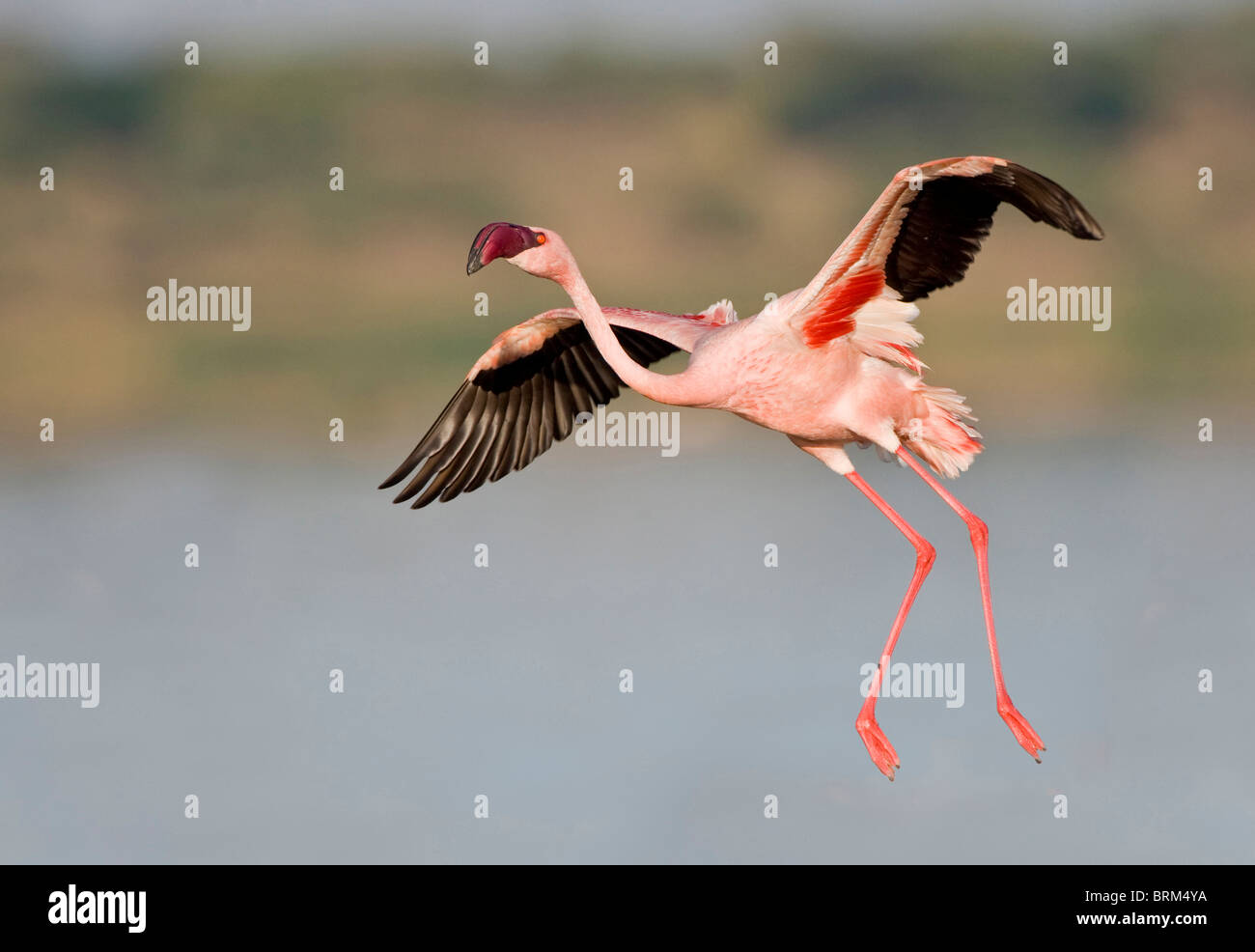 Lesser flamingo preparing to land Stock Photo