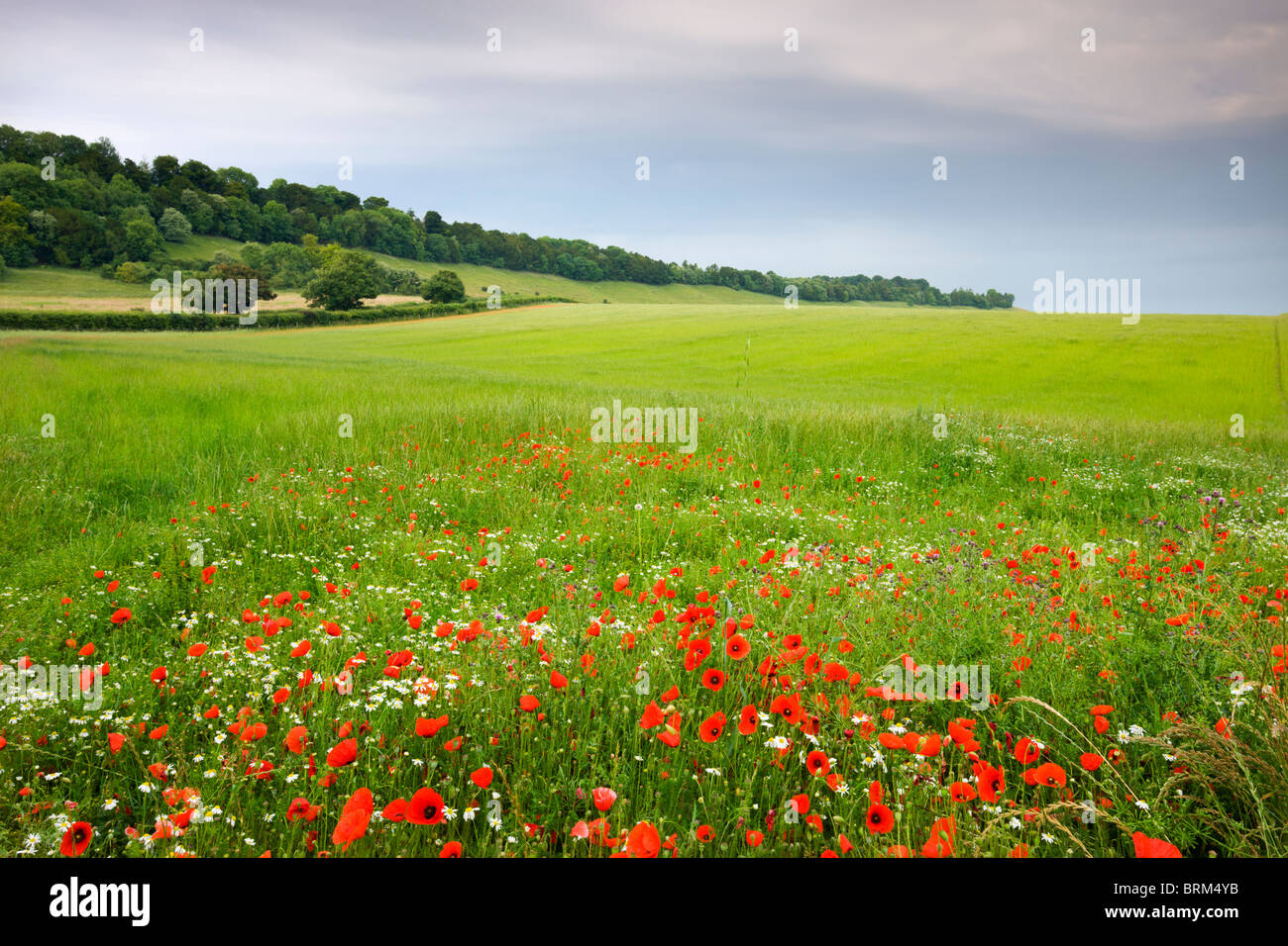 Wild poppies in countryside hi-res stock photography and images - Alamy