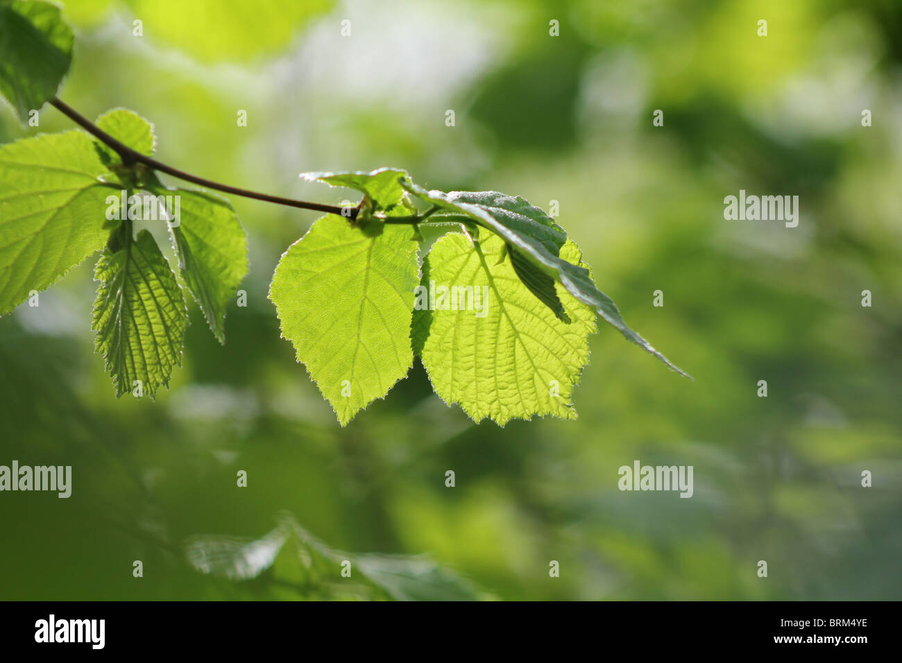 Hazel Tree Leaf in Spring Stock Photo Alamy
